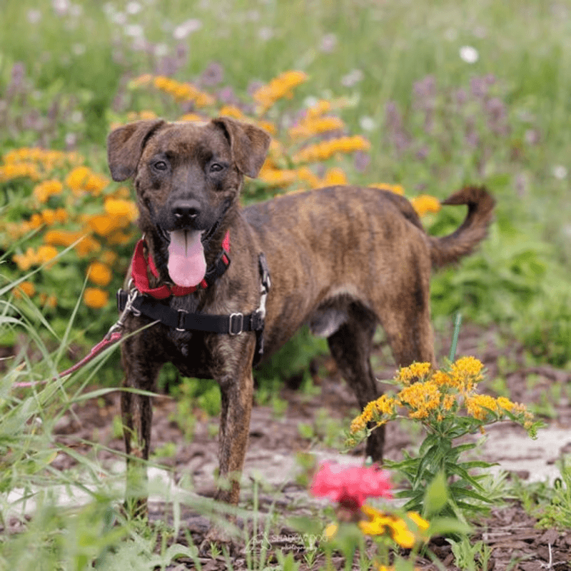 Redd is a 3-year-old pup bursting with energy, affection, and personality. He's playful, sweet, and always up for fun-whether it's chasing a ball, going for a walk, or just being his goofy, lovable self